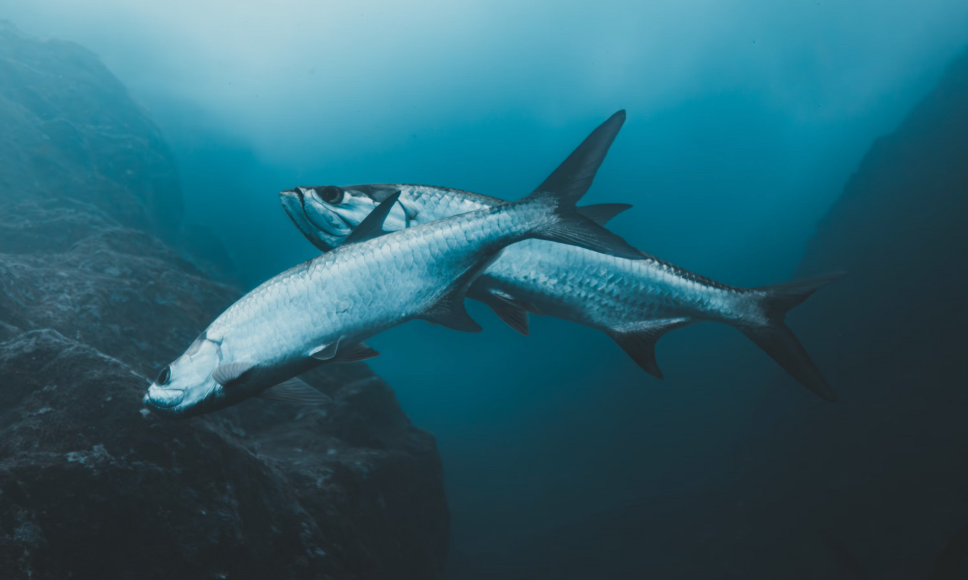 Best Fly Rods for TARPON in 2025-2026