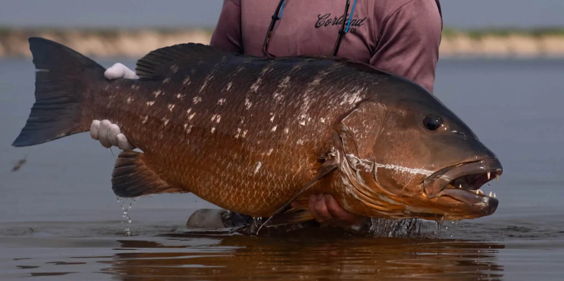 Best Fly Rods for Cubera Snapper