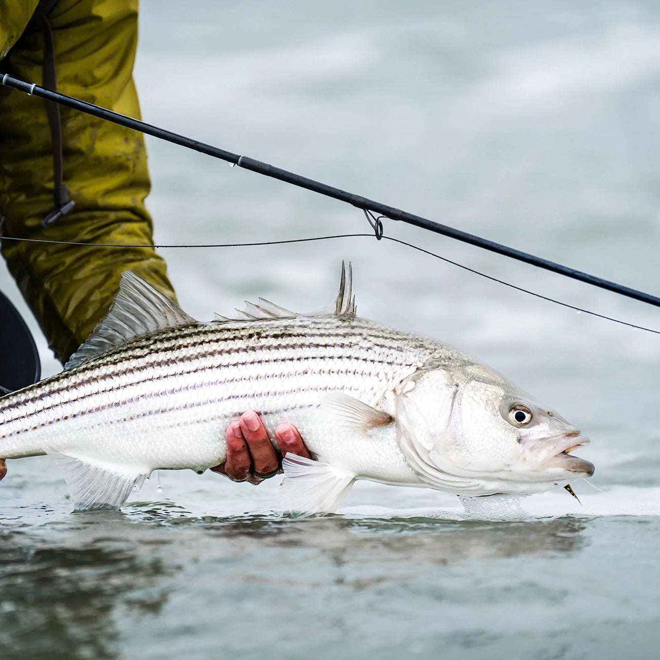 Best Fly Rods for Striper / Striped Bass