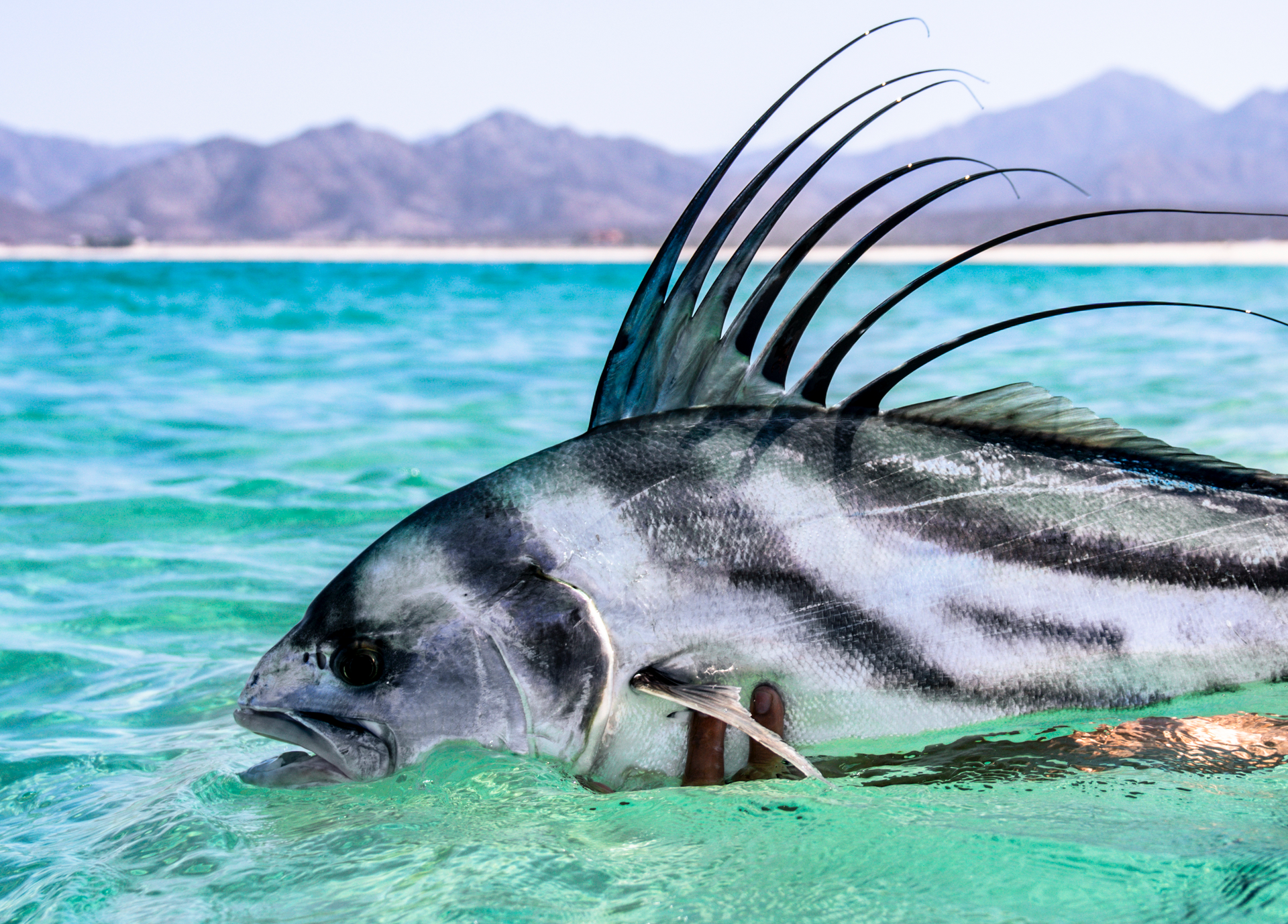 Best Roosterfish Flies