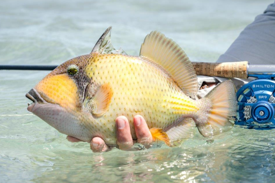 Best Fly Rods for Triggerfish