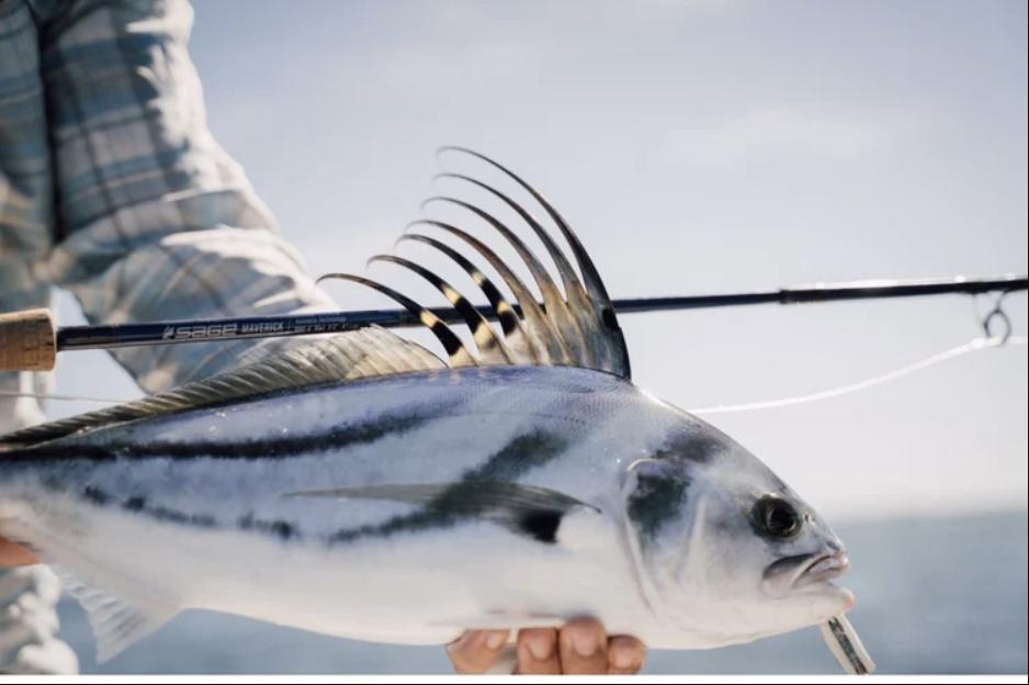 Best Roosterfish Flies – Salt Fly Pro