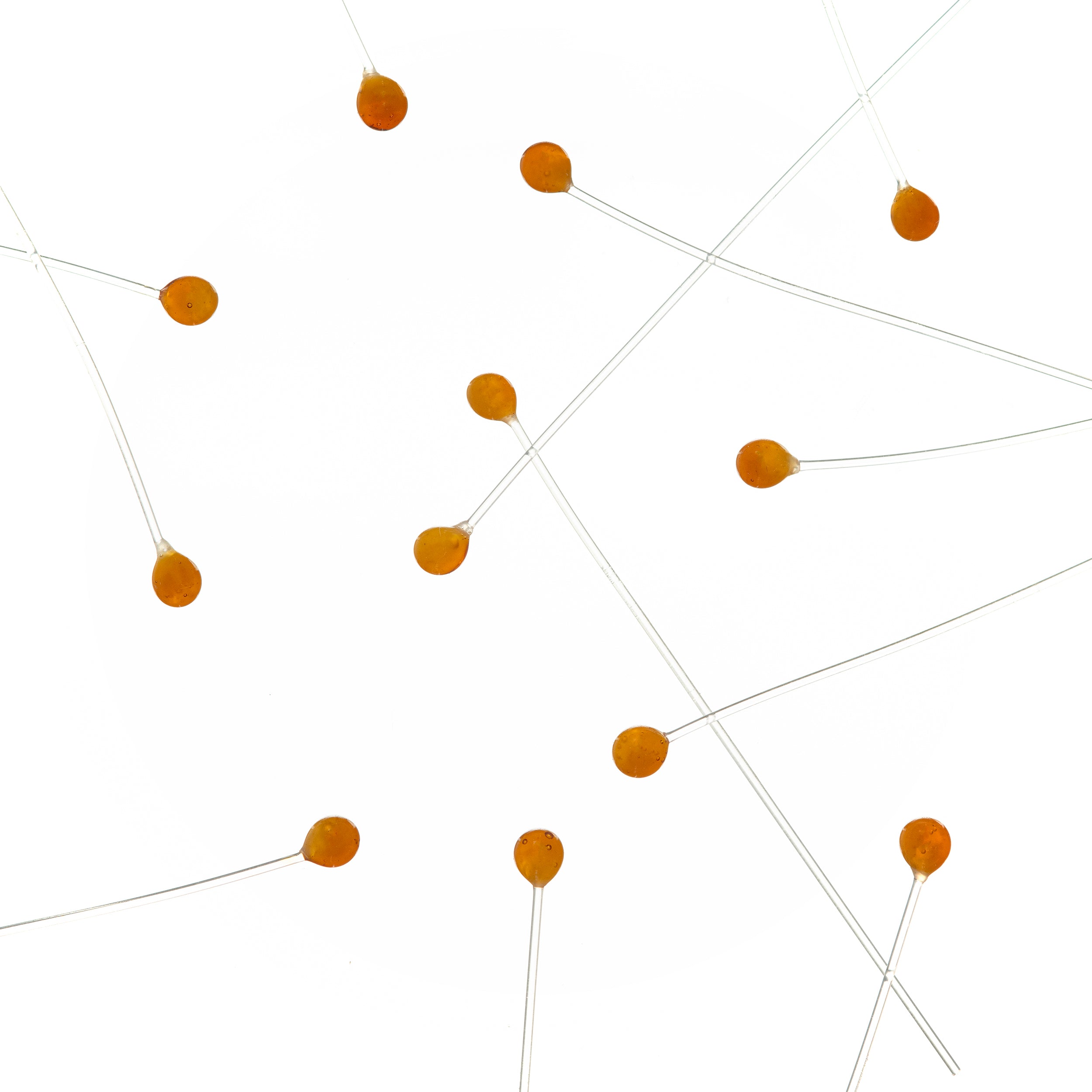 EP Crab/Shrimp Eyes - Amber