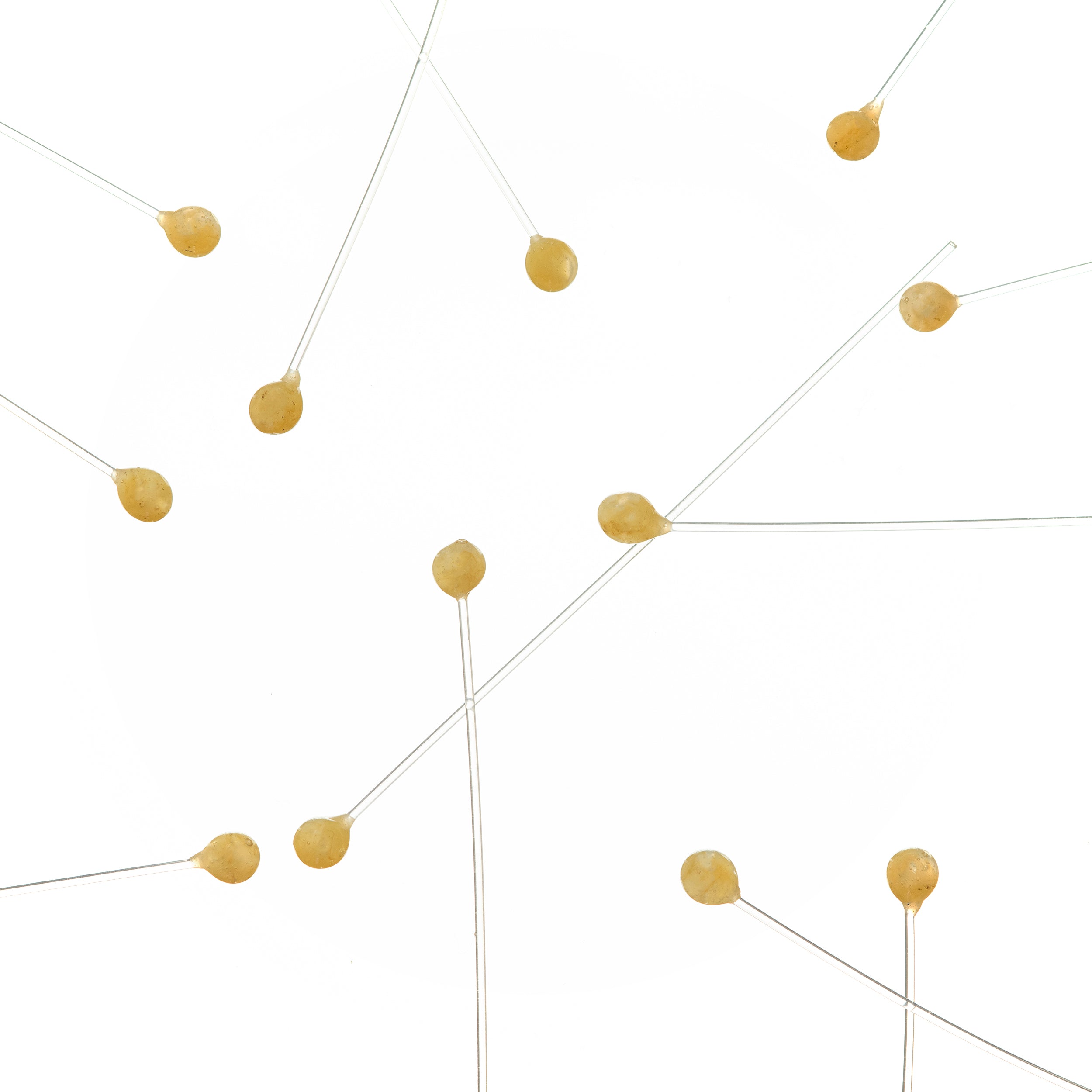 EP Crab/Shrimp Eyes - Natural