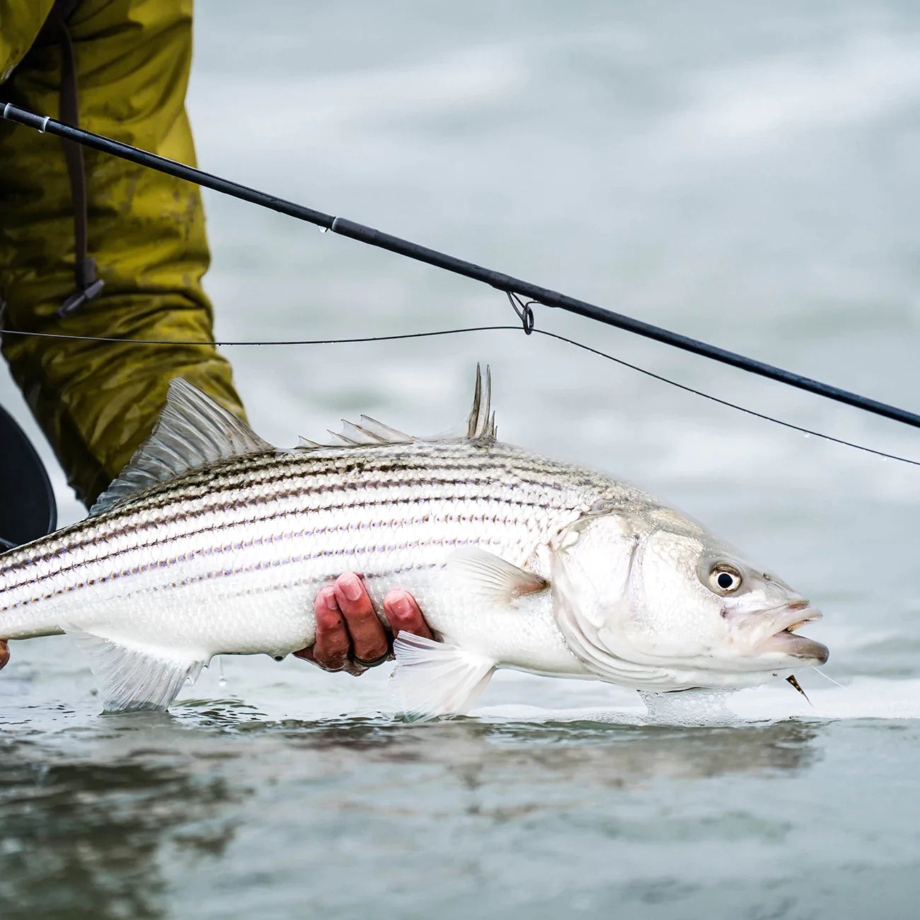 9wt Fly Rod Royale - The Best Fly Rod For Striped Bass– All Points