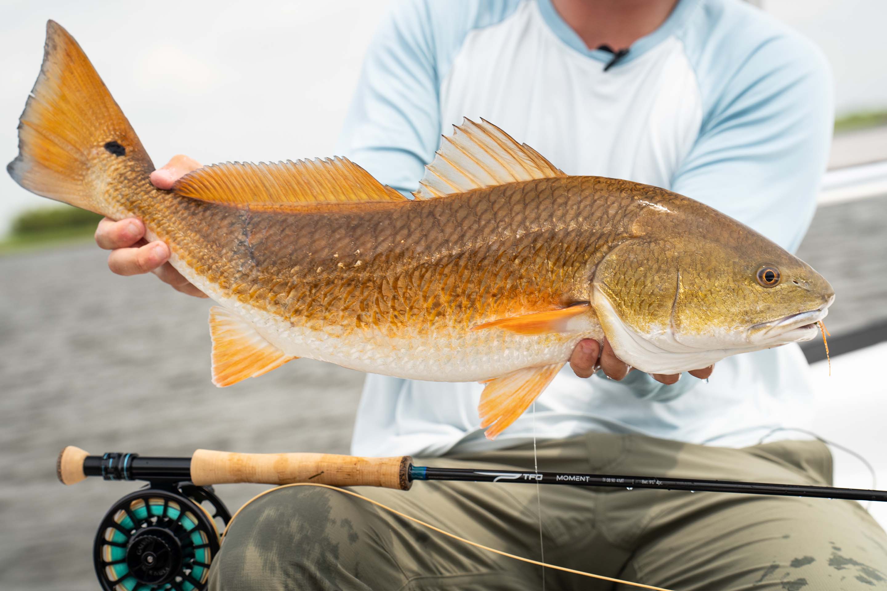 best budget red fish rod and reel Lure Fishing Combination, Rod Reel Combos, Bait Bass Rod 13BB Fishing Reel Set, Carbon Fiber Portable Rod, Foldable Trout Fishing Rod, Pescal 1.8m-2.7m ZYHYD : Sports & lightweight composite body with an aluminum spool The angler's guide to the