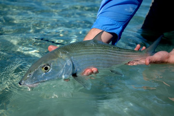Andros South Lodge - Bahamas Fly Fishing Adventures