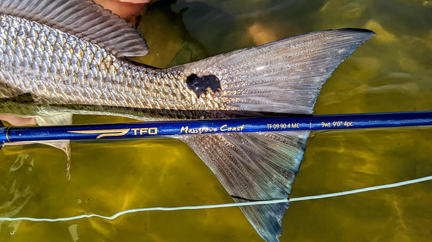 TFO Mangrove Coast Fly Fishing Rod 9' / 7wt